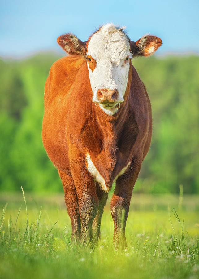 Country Farm Cow Portrait Photograph by Jordan Hill