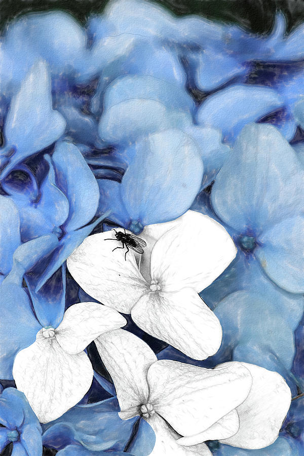 Country Fly Blue Hydrangea Watercolor Digital Art by Tanya Owens