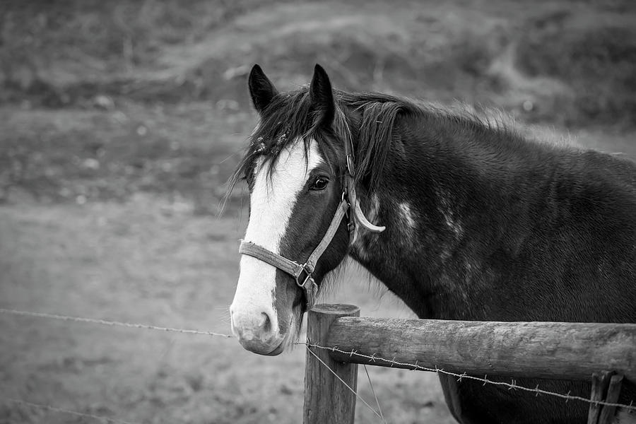 Country Horse in BW Photograph by Deborah Penland