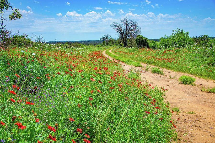 Country Lane Wildflowers Photograph by Lynn Bauer