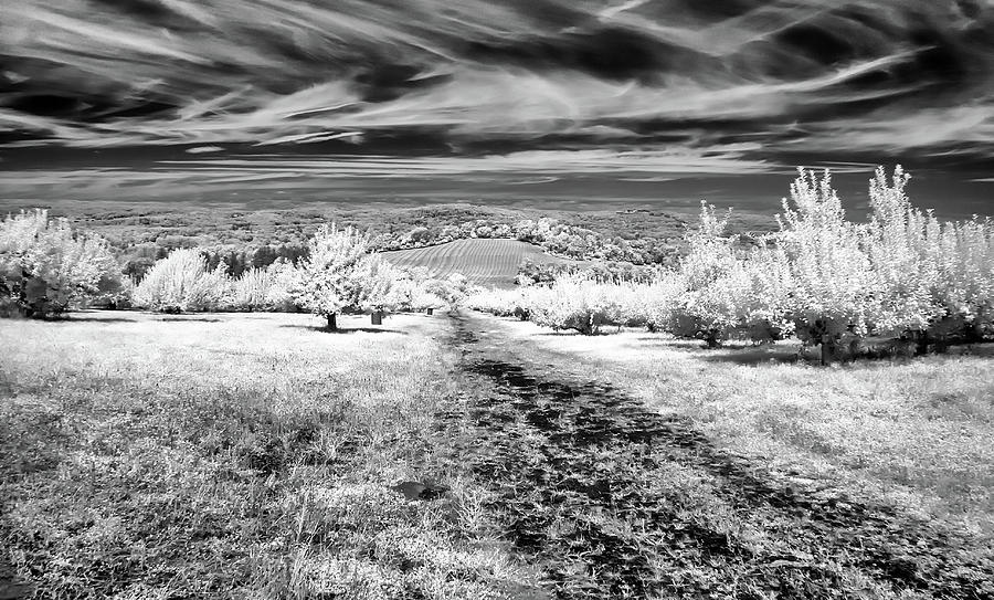 Country Meadows in Infrared Photograph by Anthony Sacco
