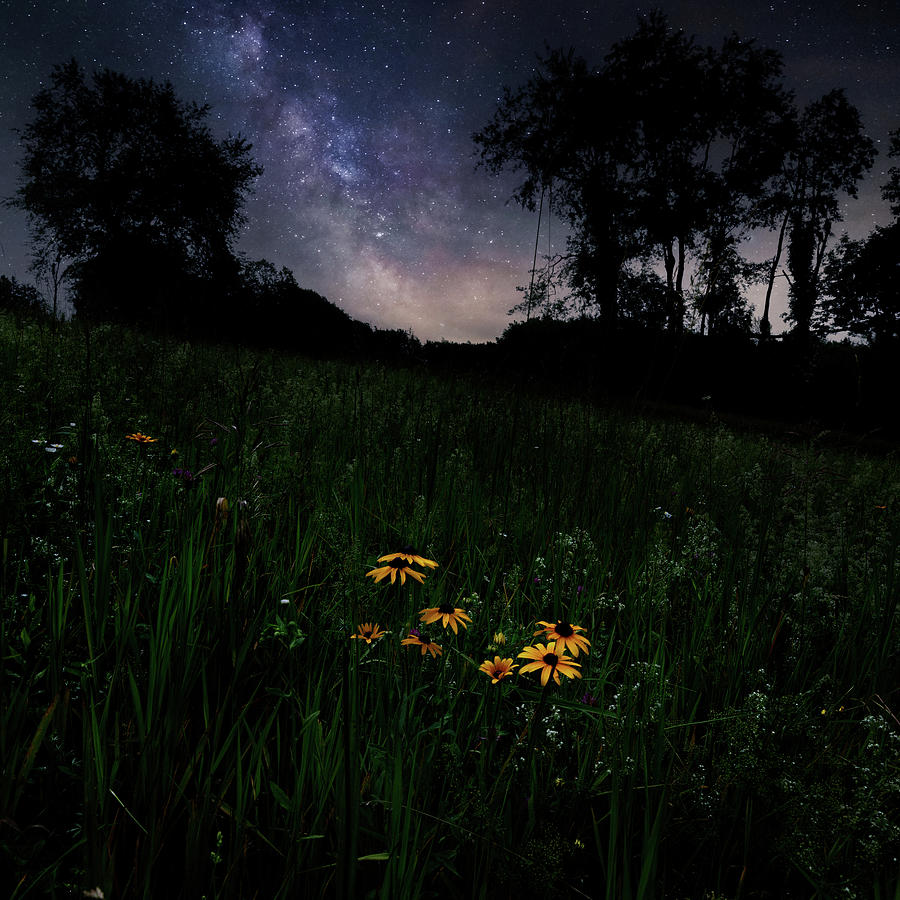 Daisy Photograph - Country Night by Bill Wakeley
