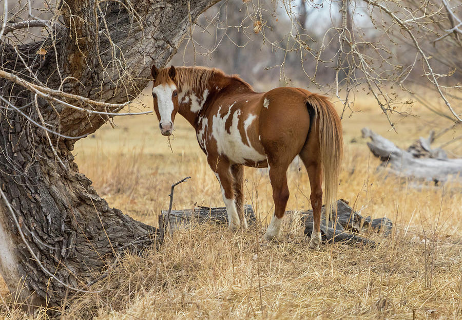 Country Painted Horse Munch  Photograph by James BO Insogna