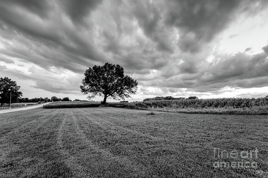 Country Road And Oak Tree Sunset Grayscale Photograph by Jennifer White