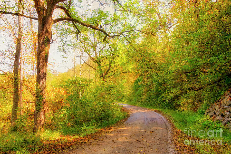 Country Road in Autumn Photograph by Shelia Hunt