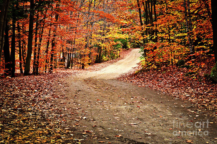 Country road in fall forest Photograph by Elena Elisseeva