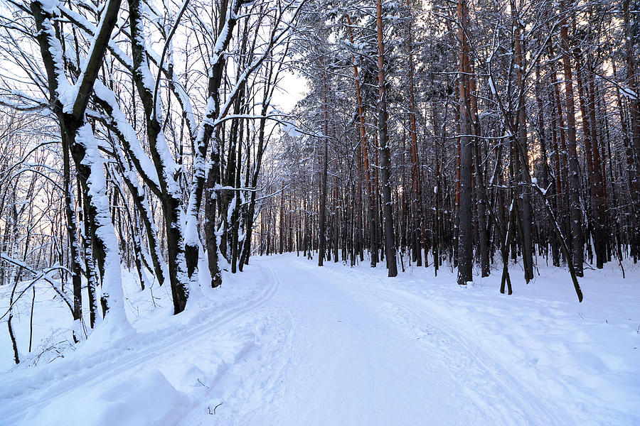 Country Road In Forest At Winter Photograph by Mikhail Kokhanchikov