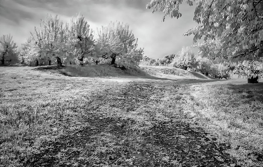 Country road in Infrared Photograph by Anthony Sacco