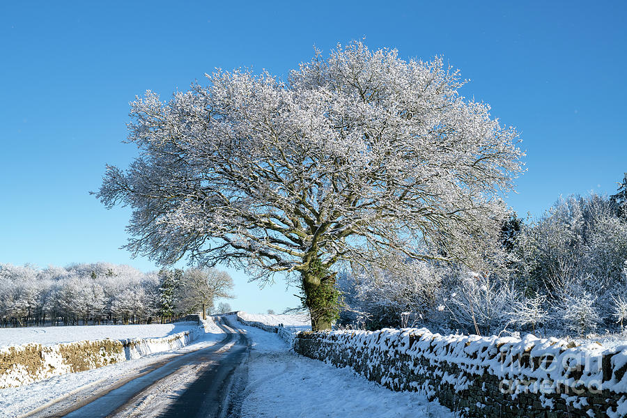 Country Road in the Snow Photograph by Tim Gainey