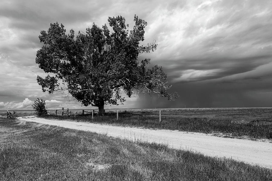 Country Road, Oak Tree, and Cloudburst Photograph by Rick Pisio