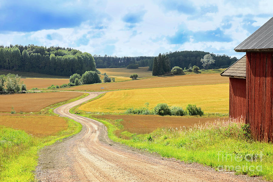 Country Road Through Fields in Late Summer by Taina Sohlman