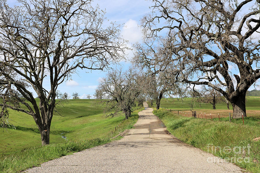 Country Road with Oaks Photograph by Vivian Krug Cotton