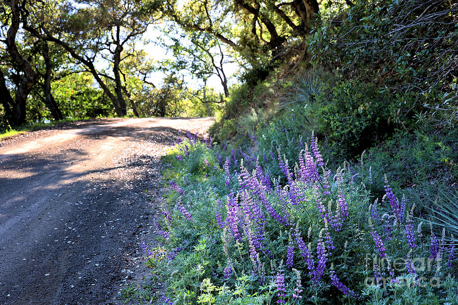 Country Roads Lupines Photograph by Vivian Krug Cotton