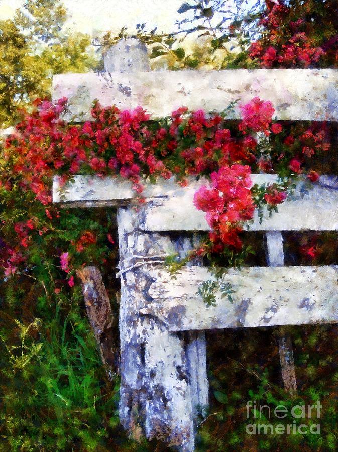 Country Rose on a fence 2 Photograph by Janine Riley