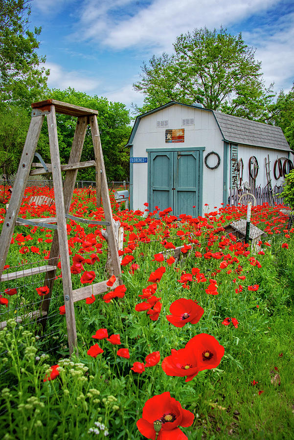 Country Shed in the Poppies Photograph by Lynn Bauer