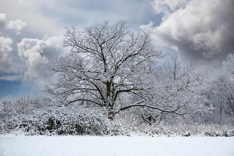 Country Snow Tree Photograph by Mary Timman