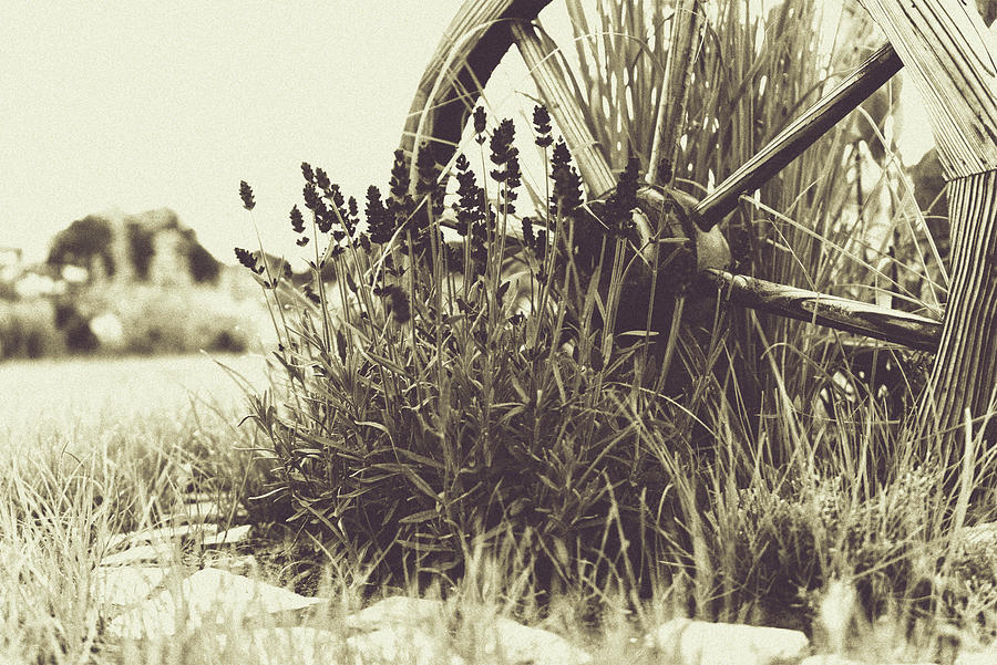 Country style Old wooden wheel surrounded by lavender Photograph by Patricia Piotrak