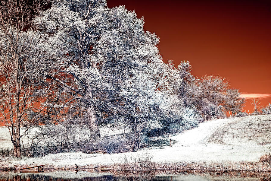 Country Trees Infrared in New Jersey Photograph by John Rizzuto