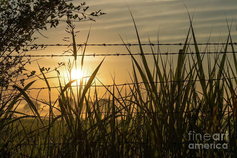 Country Weeds Sunrise Photograph by Jennifer White