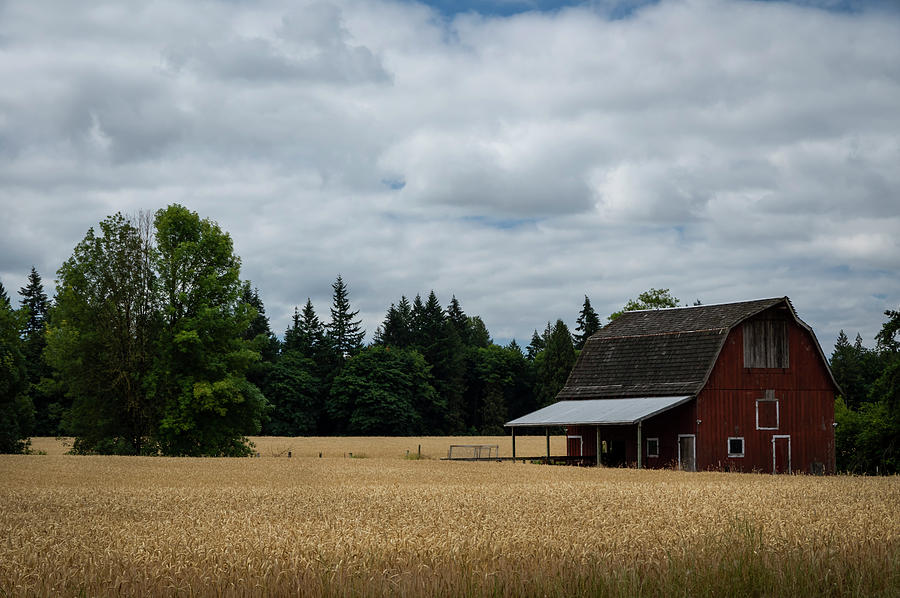 Barn Photograph - Country Wheat by Steven Clark