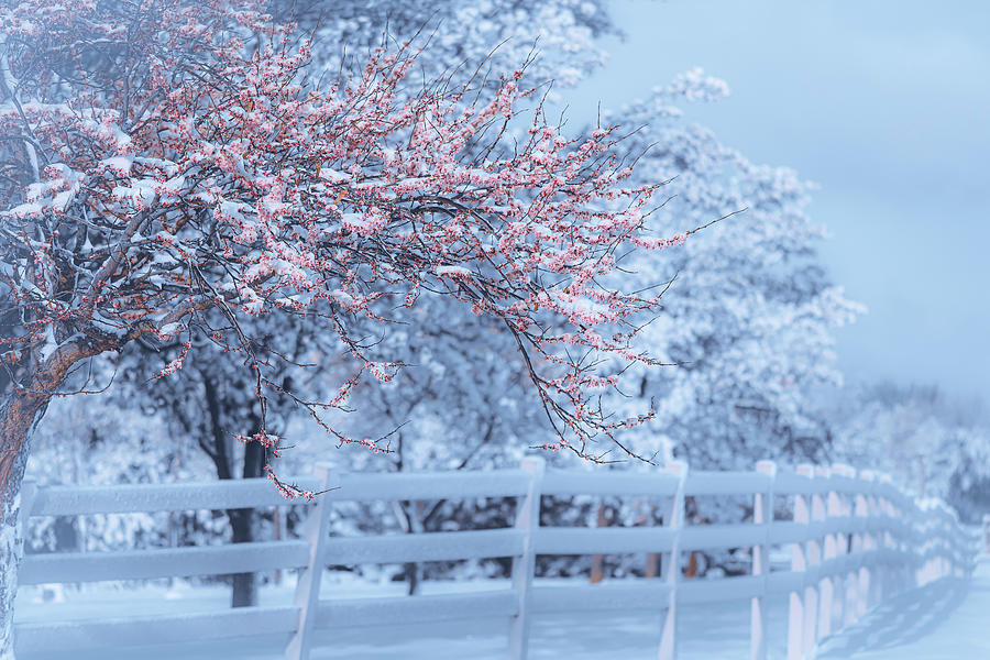 Country Winter Scene Photograph - Country Winter Scene by Dan Sproul