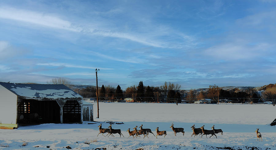 Country WInterscape Photograph by Laura Putman