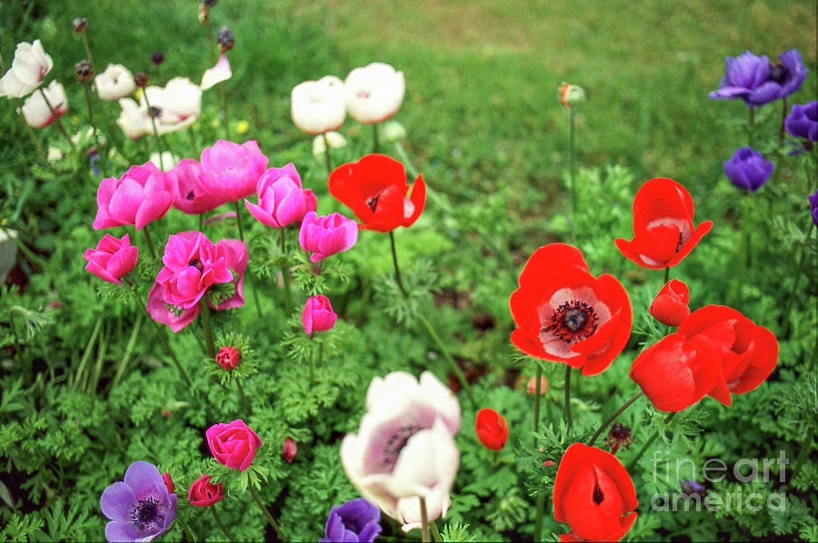 Flower Photograph - Countryside Flowers by Gerasimos Mitrelis