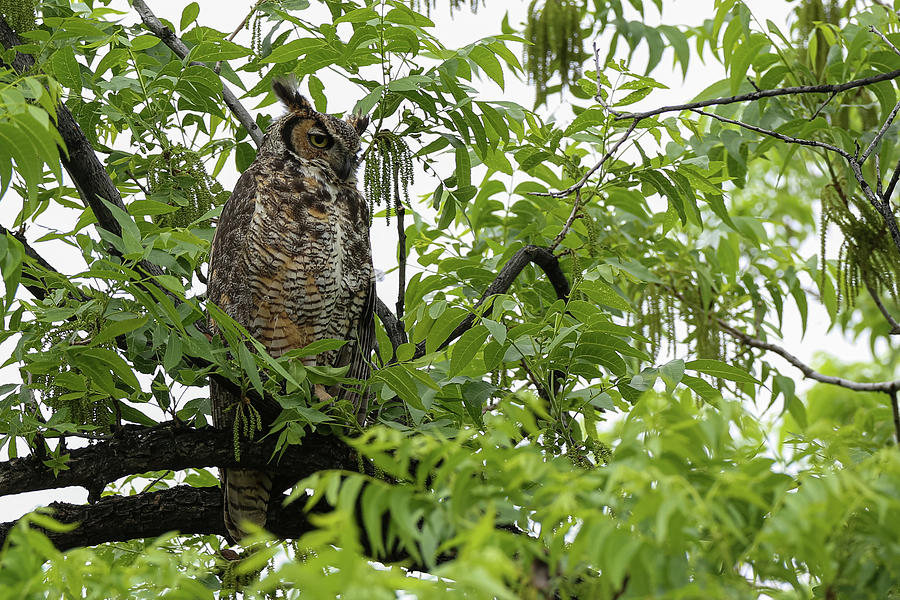 County Courthouse Owl Photograph by Steve Templeton