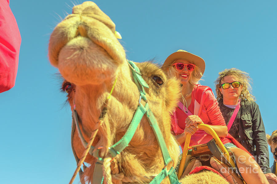 Couple camel riding Photograph by Benny Marty