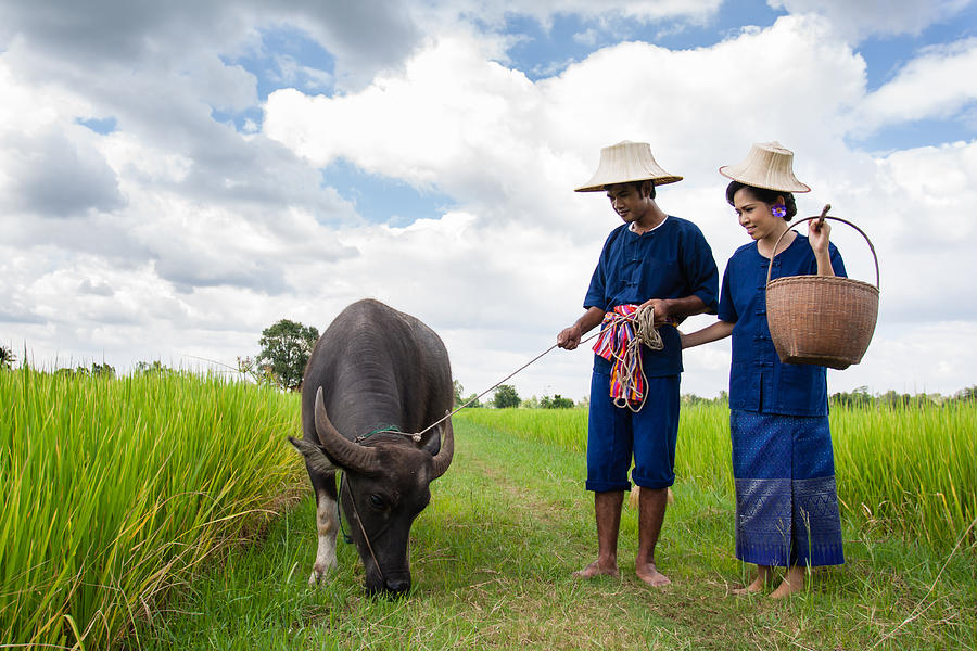 Couple farmer with buffalo Photograph by SasinT Gallery