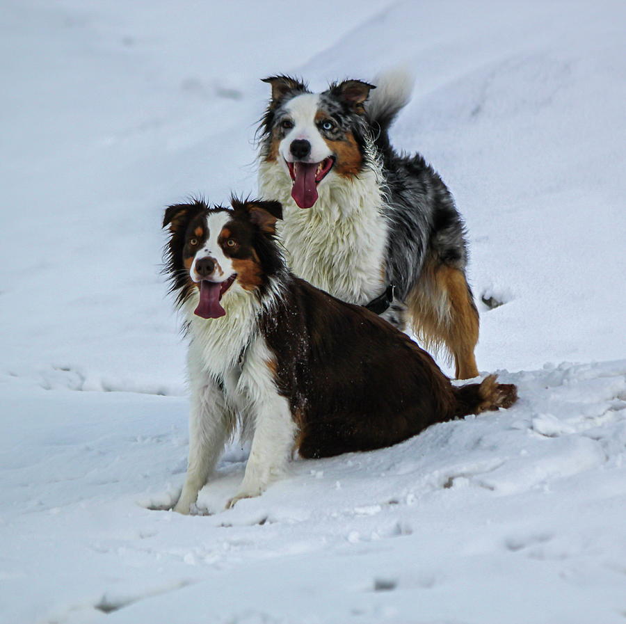 Couple of australian shepherd dogs Photograph by Elenarts - Elena Duvernay photo