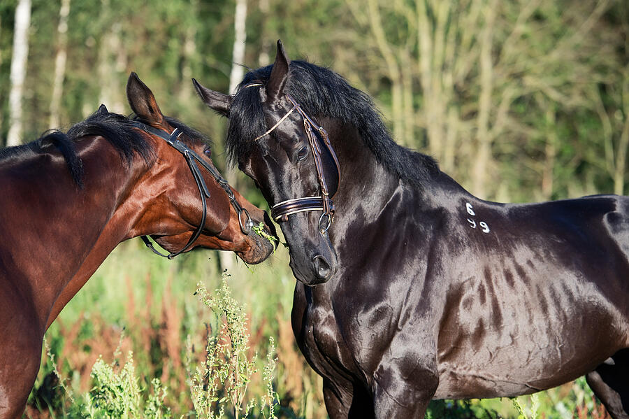 Couple Of Breed Sportive Stallions. Close Up Photograph by anakondaN