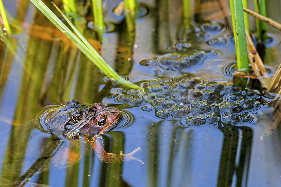 Couple of Brown Frogs in Springtime Photograph by Arterra Picture Library