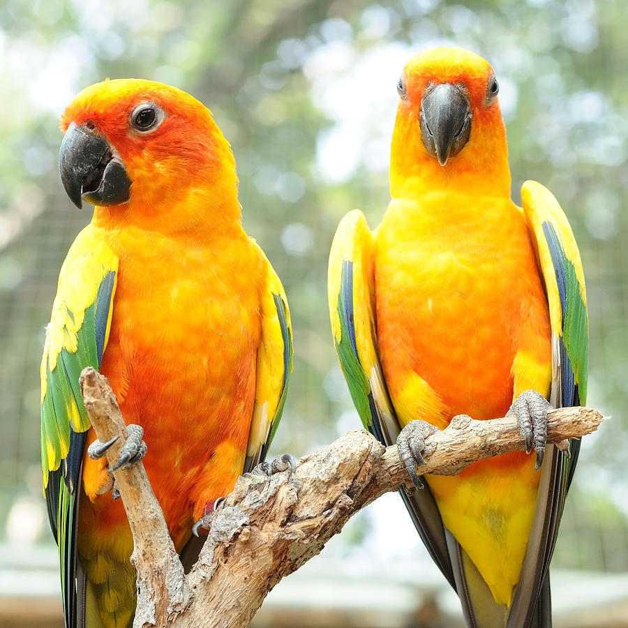Couple of conure birds parrot hanging on dry branch Photograph by Novaart