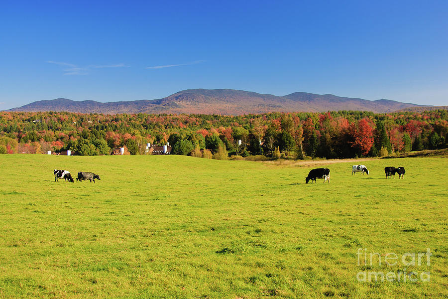 Couple Of Cows In A Farm Field. Photograph By Don Landwehrle - Fine Art 