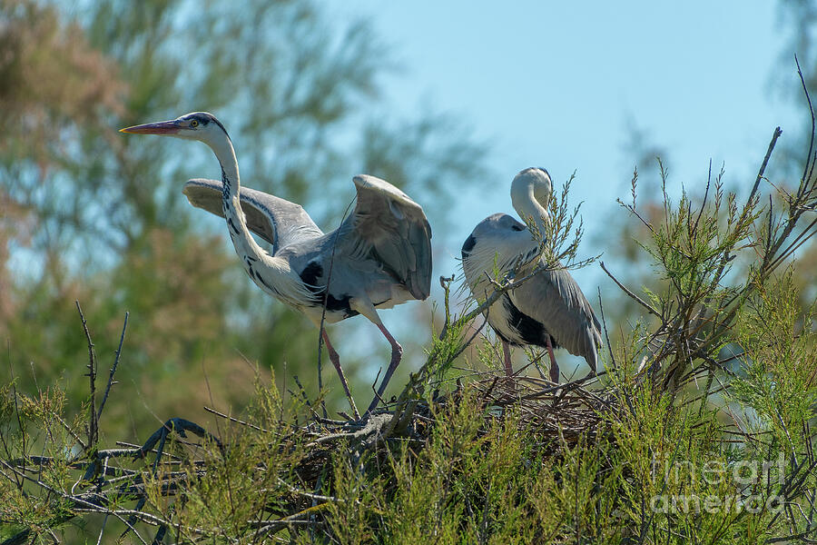 Couple of grey herons Photograph by Delphimages Photo Creations