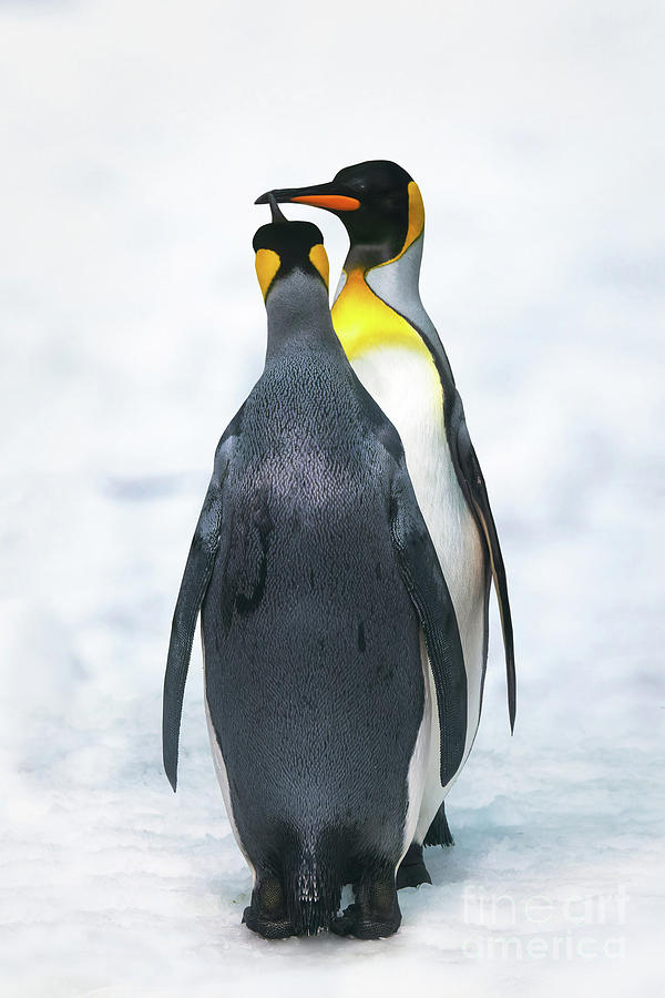 Couple of King penguins Photograph by Delphimages Photo Creations