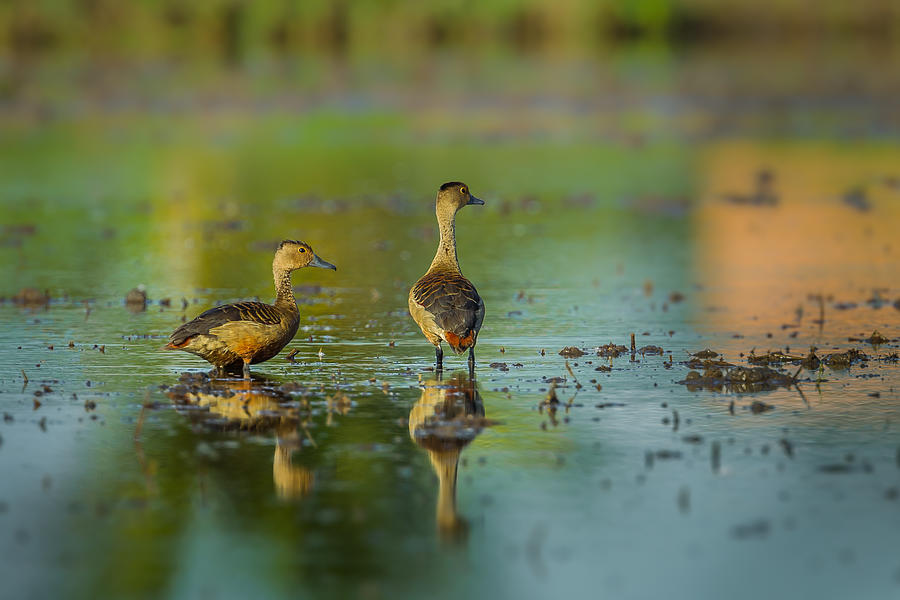 Couple of Lesser whistling duck Photograph by Kajornyot
