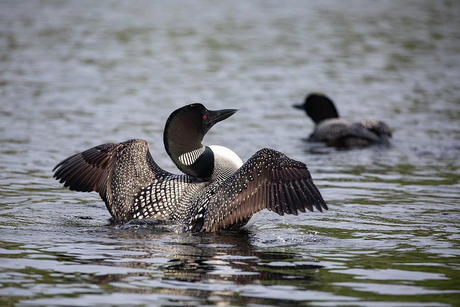 Couple of Loons Photograph by Denise Kopko