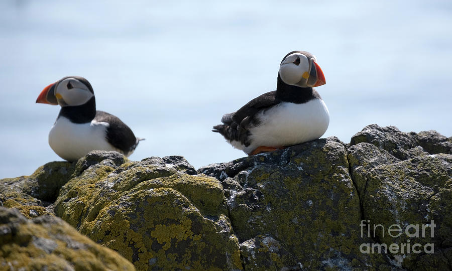 Couple of puffins Photograph by Milena Boeva