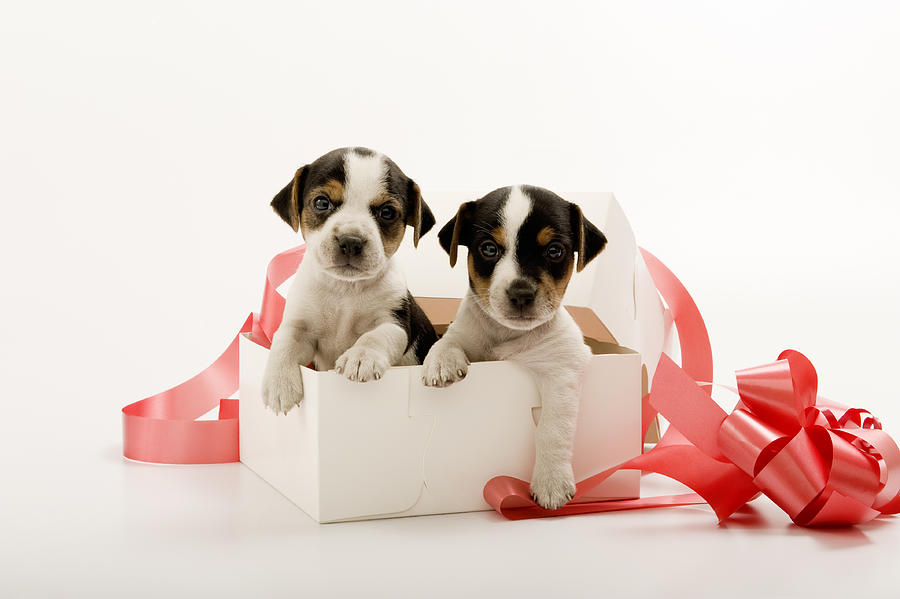 Couple Of Puppies In Gift Box Photograph by FabioFilzi