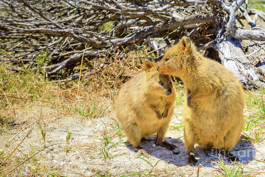 Couple of Quokka Photograph by Benny Marty