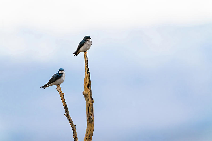 Couple Of Tree Swallows  Photograph by Julieta Belmont