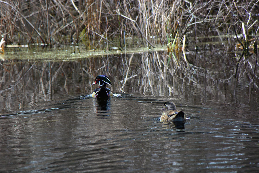 Couple of Wood Ducks Photograph by Mike Martin