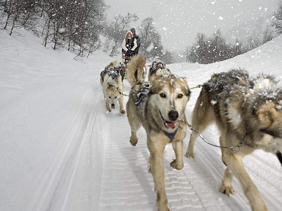 Couple riding a dog sled Photograph by Image Source