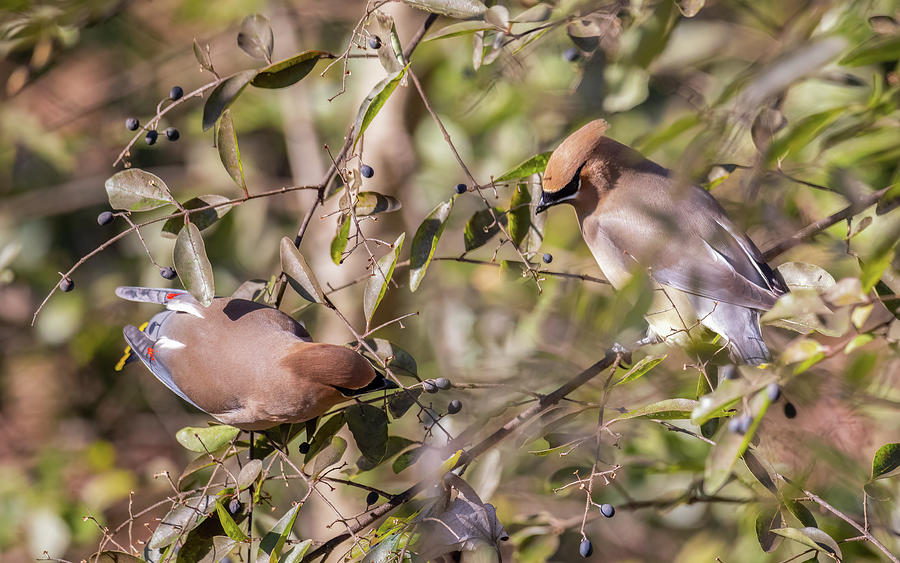 Couple Waxwing Foraging Photograph by Rachel Morrison