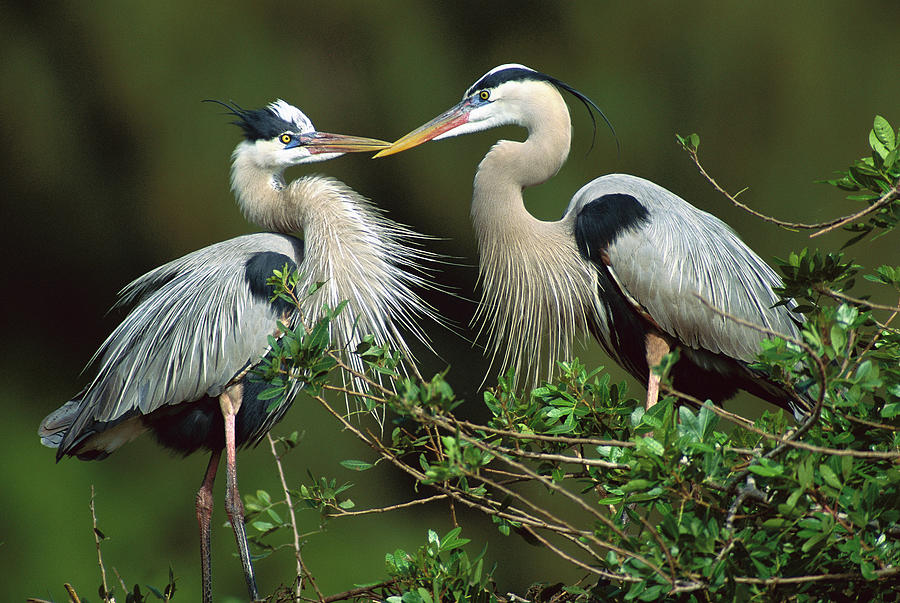 Courting Great Blue Herons Photograph by Tom Vezo