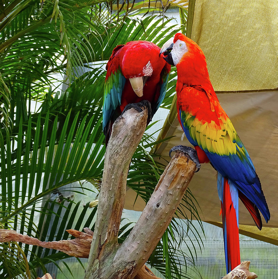 Courting Macaws Photograph by Nora Martinez
