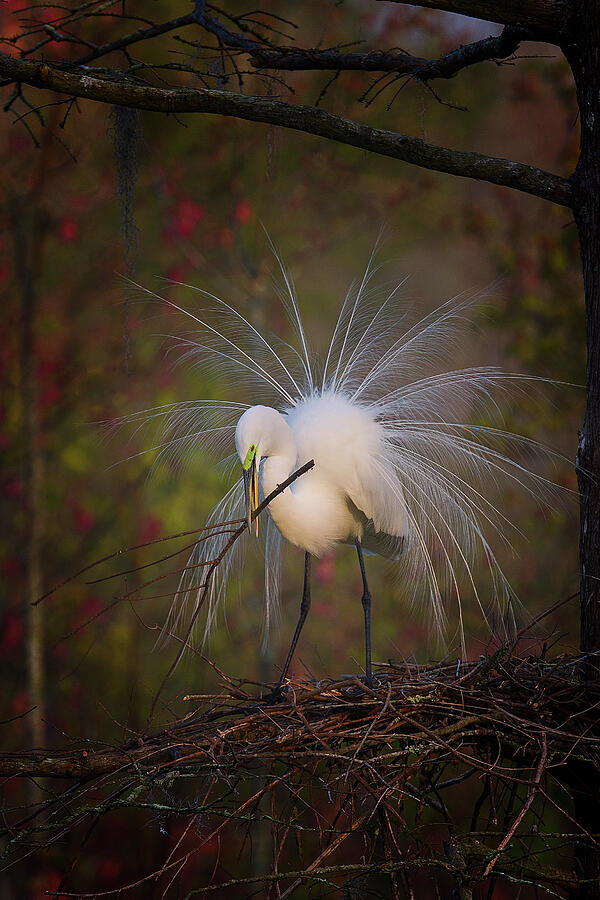Courtship Display Photograph by Daniel Fleming Courtship Display Photograph by Daniel Fleming