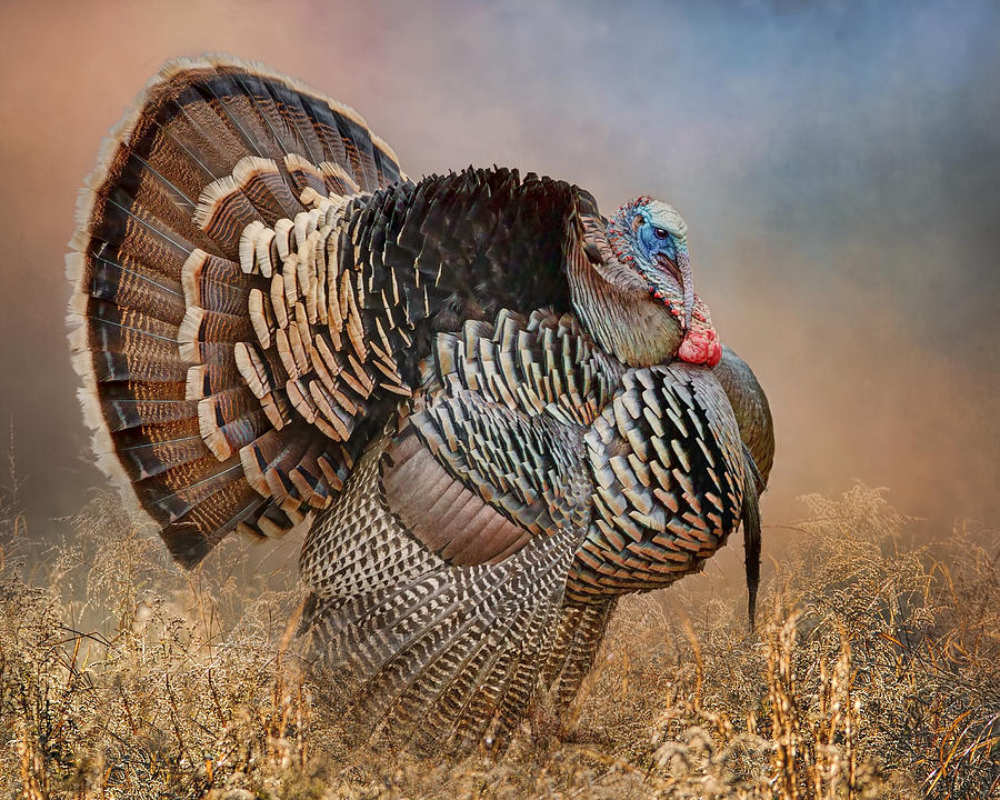 Courtship Display - Wild Turkey Photograph by Nikolyn McDonald